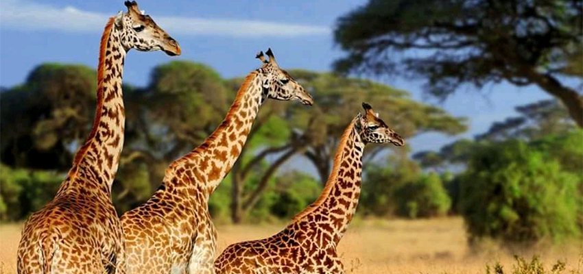 11-days-masai-mara-lake-nakuru-amboseli-lake-manyara-serengeti-ngorongoro-kenya-tanzania-safari