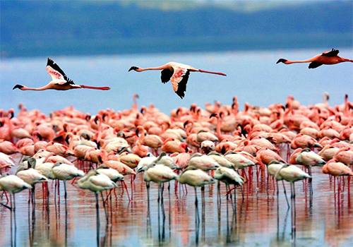 11-days-masai-mara-lake-nakuru-amboseli-lake-manyara-serengeti-ngorongoro-kenya-tanzania-safari