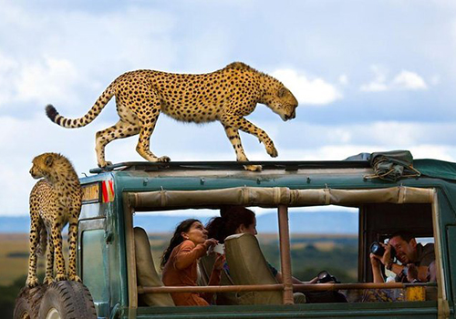 3-days-masai-mara-budget-safari