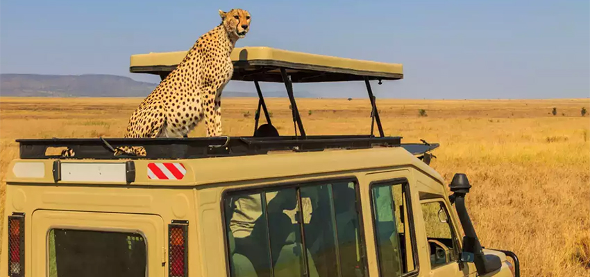 3-days-masai-mara-landcruiser-safari