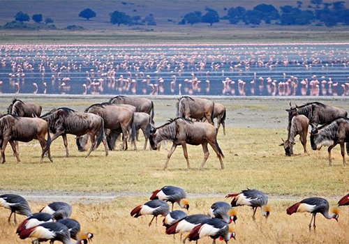 6-days-l-manyara-ngorongoro-serengeti-tanzania-safari