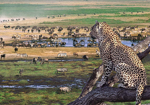 8-days-masai-mara-ngorongoro-lake-manyara-kenya-tanzania-safari