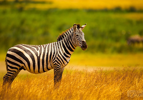 9-days-masai-mara-ngorongoro-serengeti-lake-manyara-kenya-tanzania-safari