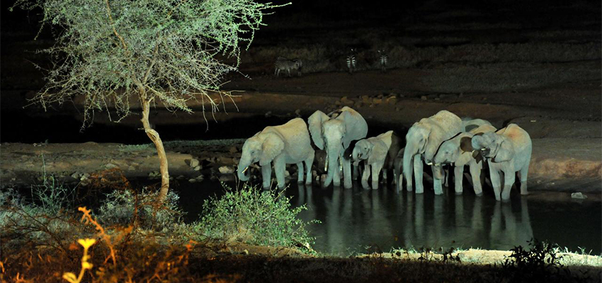 Night-Game-Drives-in-Masai-Mara-National-Reserve-about-us