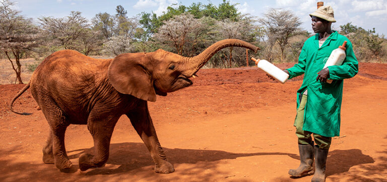 Daphne Sheldrick Elephant Orphanage Day Trip - Kana Safaris