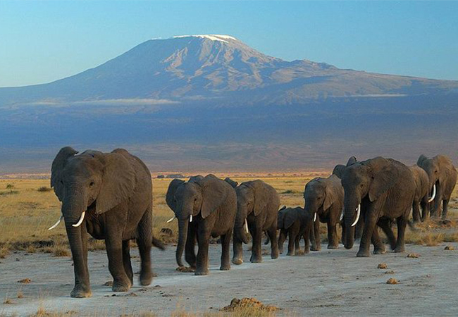 kenya-safari