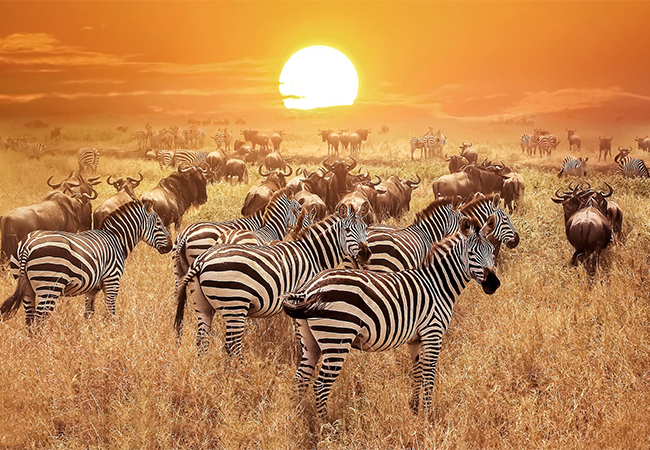tanzania-safaris