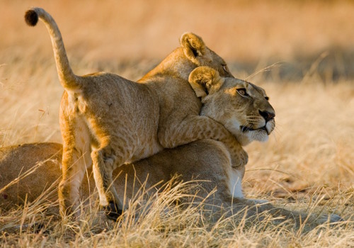 lioness masai mara
